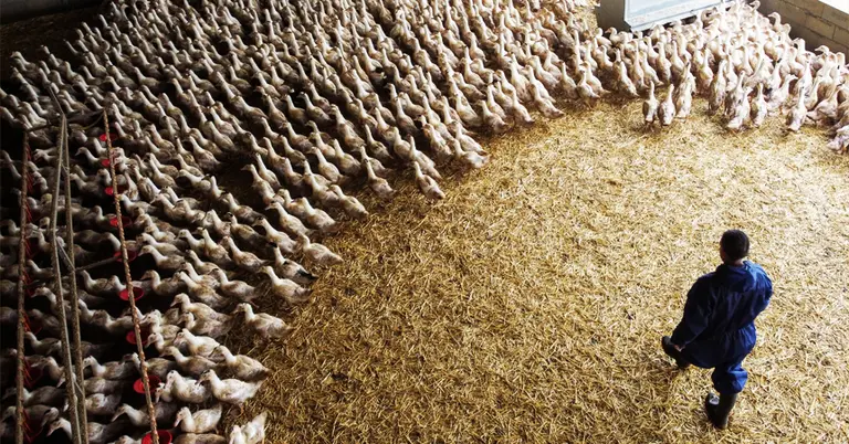 হাসের খামার